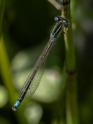 Ischnura pumilio (Scarce Blue-tailed Damselfly) male 4.jpg